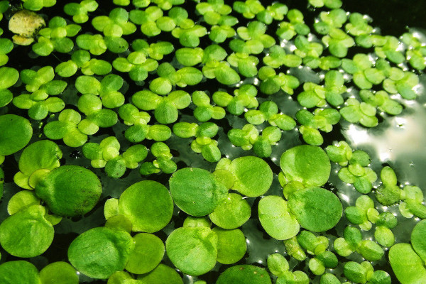 植物分為六大類 植物分為幾種