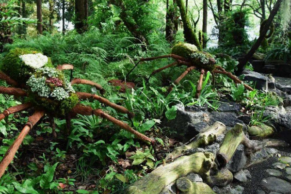 植物分為六大類 植物分為幾種