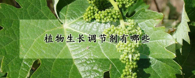 植物生長調(diào)節(jié)劑有哪些