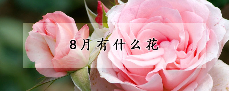 8月有什么花