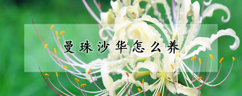 曼珠沙華怎么養(yǎng)