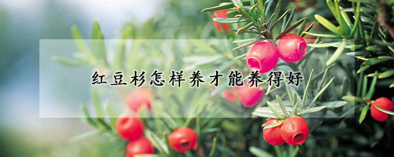 紅豆杉怎樣養(yǎng)才能養(yǎng)得好