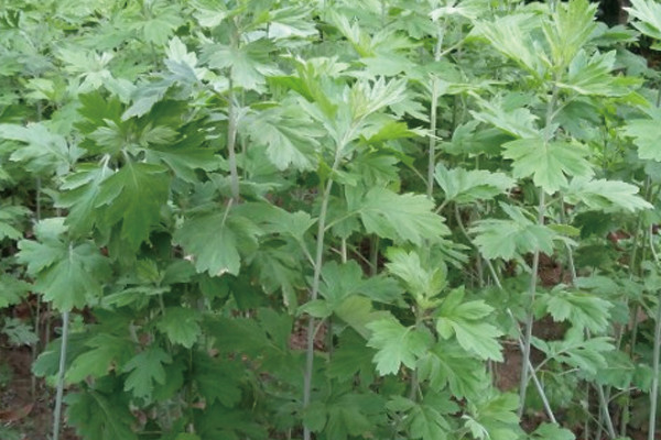 種什么花草可以驅(qū)蚊驅(qū)蟲