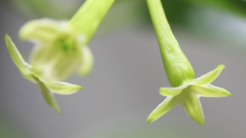 夜來香什么季節開花