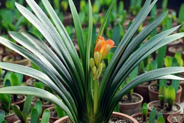 客廳養什么植物最好 適合客廳的植物