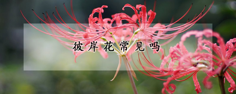 彼岸花常見嗎