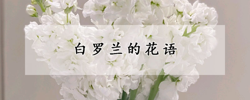 白羅蘭的花語