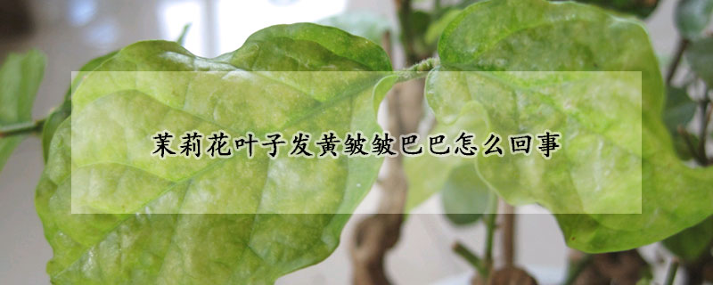 茉莉花葉子發黃皺皺巴巴怎么回事