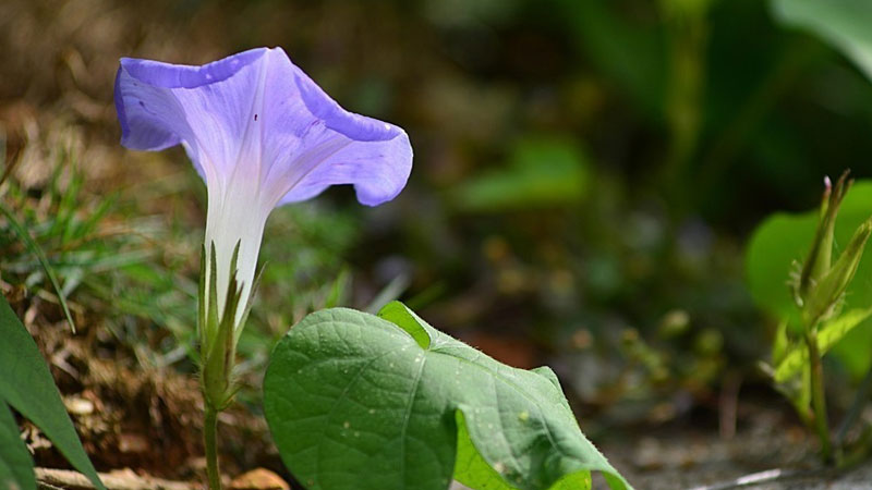 牽牛花簡介