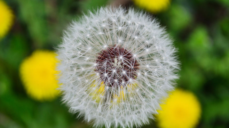 蒲公英什么時候開花