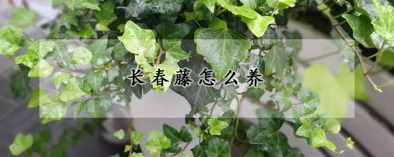 長(zhǎng)春藤怎么養(yǎng)