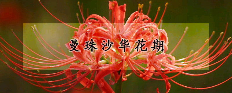 曼珠沙華花期