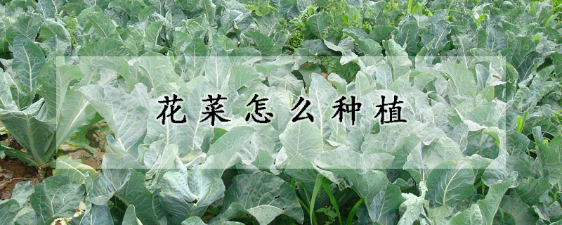 花菜怎么種植