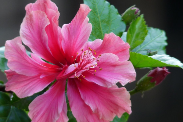 風水學里家庭養(yǎng)扶桑花 養(yǎng)扶桑花有什么講究嗎