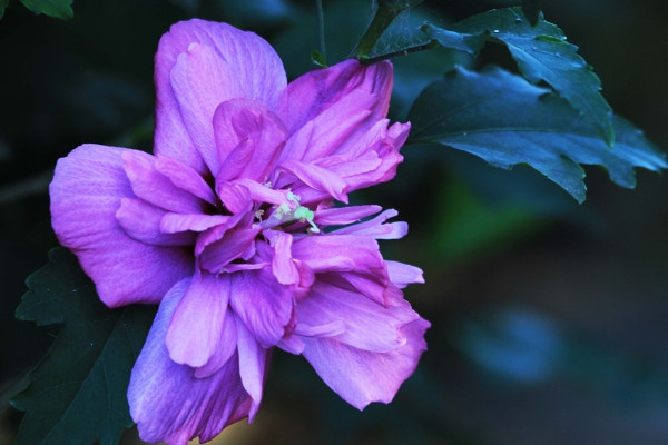 風水學里家庭養(yǎng)扶桑花 養(yǎng)扶桑花有什么講究嗎