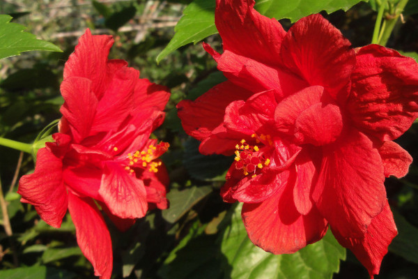 風水學里家庭養(yǎng)扶桑花 養(yǎng)扶桑花有什么講究嗎