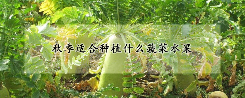 秋季適合種植什么蔬菜水果