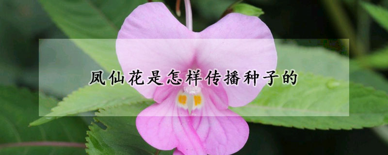 鳳仙花是怎樣傳播種子的