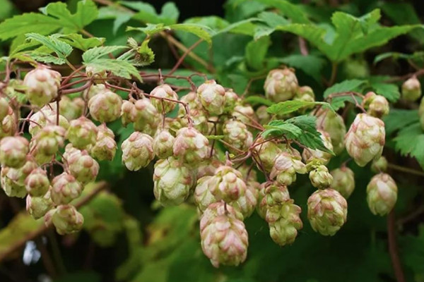 一年四季都開花的爬藤植物