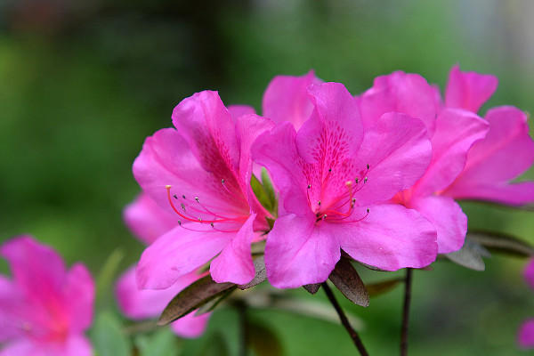 杜鵑花在風水上的意義 杜鵑花象征什么