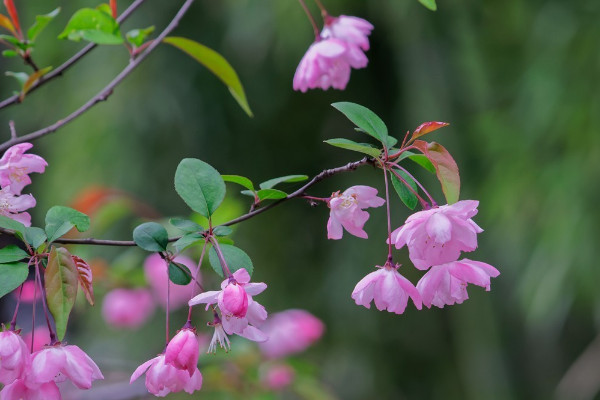 為什么說(shuō)海棠花不吉利 海棠花象征著什么意義