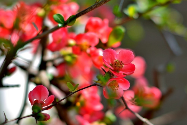 為什么說(shuō)海棠花不吉利 海棠花象征著什么意義