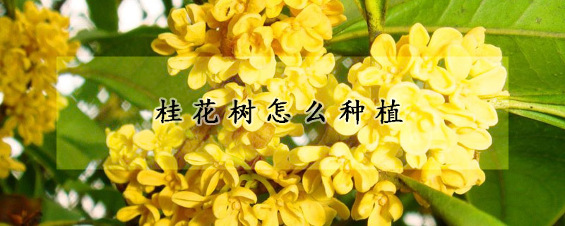 桂花樹怎么種植