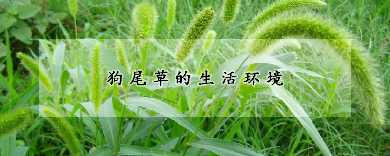 狗尾草的生活環(huán)境