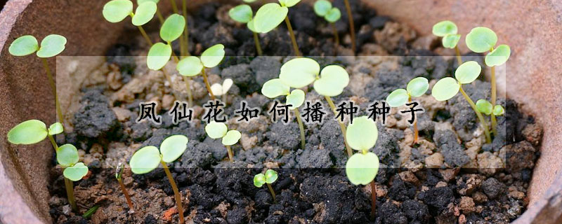 鳳仙花如何播種種子