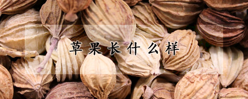 草果長什么樣