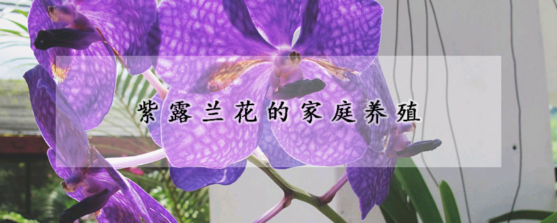 紫露蘭花的家庭養(yǎng)殖