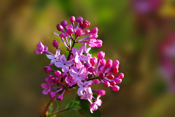 丁香花什么時候開花