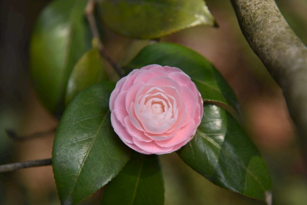 家里種茶花吉利嗎 家里種茶花有什么講究