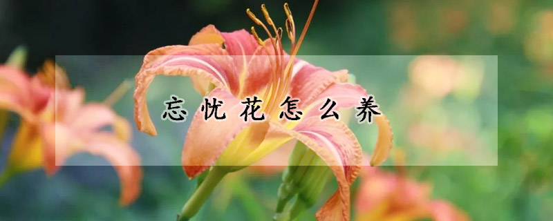 忘憂花怎么養(yǎng)