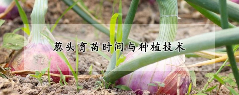 蔥頭育苗時間與種植技術(shù)