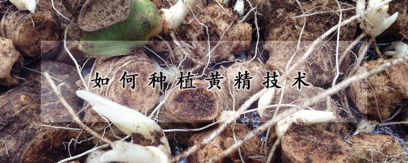 如何種植黃精技術(shù)