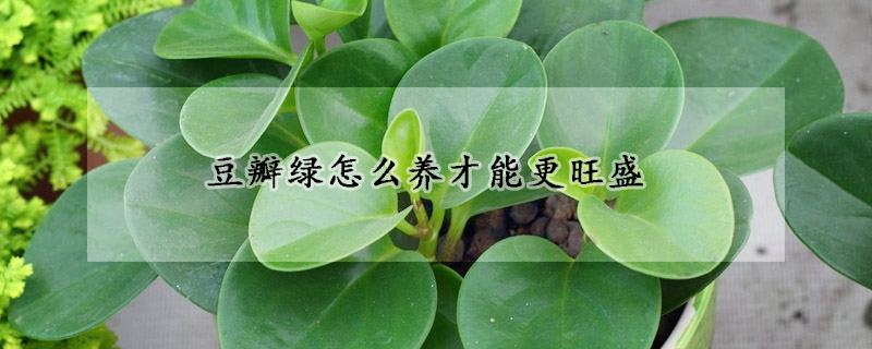 豆瓣綠怎么養才能更旺盛