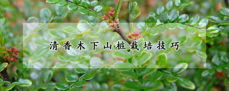 清香木下山樁栽培技巧