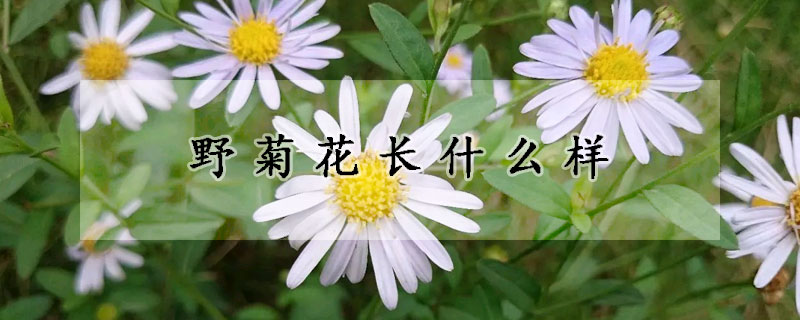 野菊花長什么樣