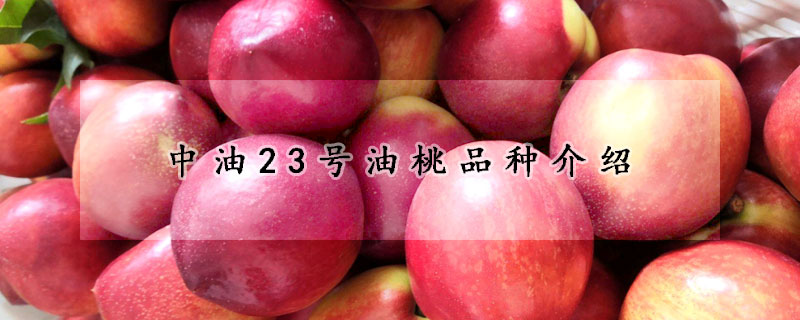 中油23號油桃品種介紹