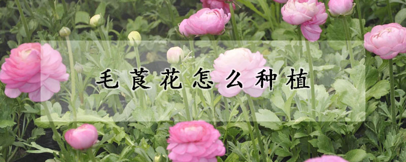 毛莨花怎么種植