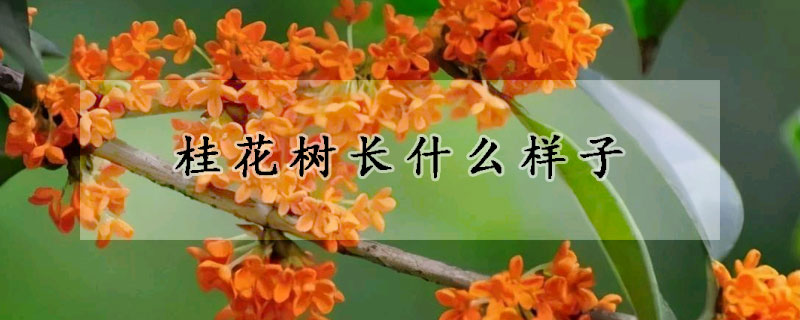 桂花樹長什么樣子