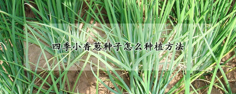 四季小香蔥種子怎么種植方法