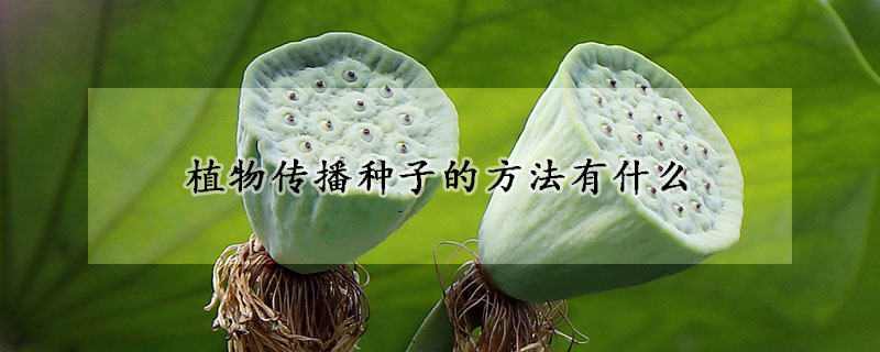 植物傳播種子的方法有什么