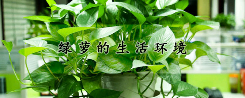 綠蘿的生活環(huán)境