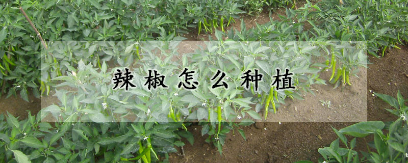 辣椒怎么種植