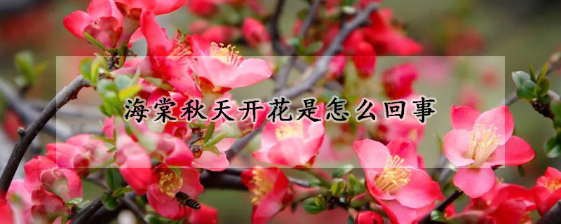 海棠秋天開(kāi)花是怎么回事