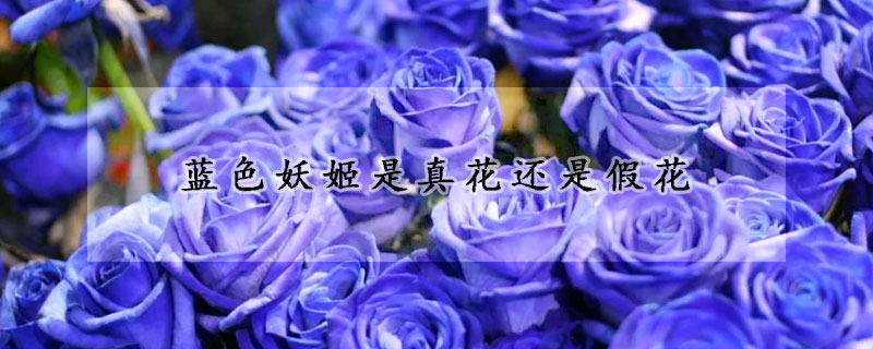 藍色妖姬是真花還是假花