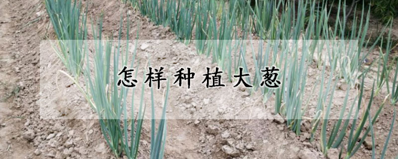 怎樣種植大蔥