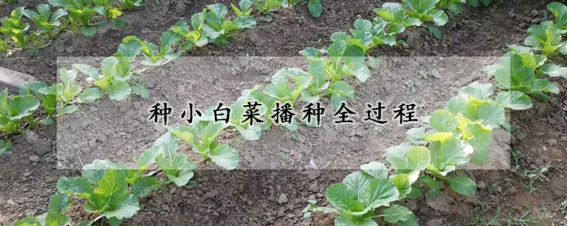 種小白菜播種全過程